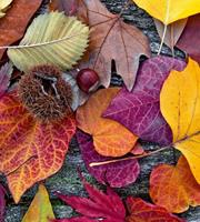 Dimex Autumn Leaves Vlies Fotobehang 225x250cm 3-banen