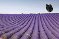 Dimex Lavender Field Vlies Fotobehang 375x250cm 5-banen