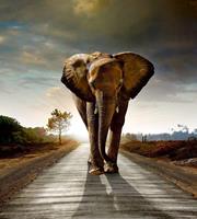Dimex Walking Elephant Vlies Fotobehang 225x250cm 3-banen
