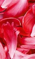 Dimex Red Petals Vlies Fotobehang 150x250cm 2-banen
