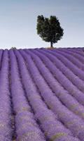Dimex Lavender Field Vlies Fotobehang 150x250cm 2-banen