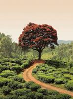 Wizard+Genius Red Tree And Hills In Sri Lanka Vlies Fotobehang 192x260cm 4-banen
