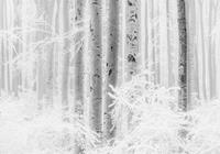 Komar Winter Wood Vlies Fototapete 400x280cm 4-Bahnen