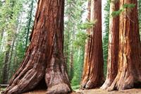 Dimex Sequoia Vlies Fotobehang 375x250cm 5-banen
