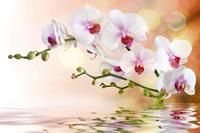 Dimex White Orchid Vlies Fotobehang 375x250cm 5-banen