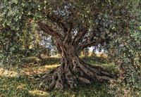 Komar Olive Tree Fotobehang National Geographic 368x254cm