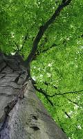 Dimex Treetop Vlies Fotobehang 150x250cm 2-banen