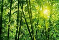 Wizard+Genius Bamboo Forest Vlies Fotobehang 384x260cm 8-banen