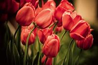 Dimex Red Tulips Vlies Fotobehang 375x250cm 5-banen