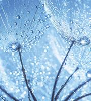 Dimex Dandelion Water Drops Vlies Fotobehang 225x250cm 3-banen