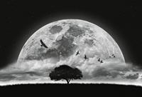 Wizard+Genius Moon and Birds Vlies Fotobehang 384x260cm 8-banen