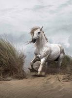 Wizard+Genius White Wild Horse Vlies Fotobehang 192x260cm 4-banen