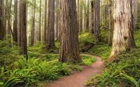 Komar Redwood Trail Vlies Fototapete 450x280cm 9-Bahnen