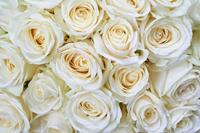 Dimex White Roses Vlies Fotobehang 375x250cm 5-banen