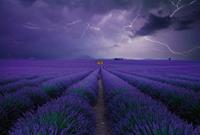 Wizard+Genius Field of Lavender Vlies Fotobehang 384x260cm 8-banen