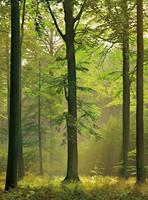 Wizard+Genius Autumn Forest Vlies Fotobehang 192x260cm 4-banen
