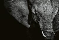 Wizard+Genius Beautiful Elephant Vlies Fotobehang 384x260cm 8-banen