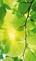 Dimex Green Leaves Vlies Fotobehang 150x250cm 2-banen