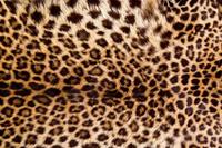 Dimex Leopard Skin Vlies Fotobehang 375x250cm 5-banen