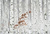 Wizard+Genius White Birch Forest Vlies Fotobehang 384x260cm 8-banen
