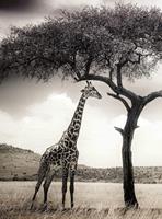 Wizard+Genius Giraffe Safari Vlies Fotobehang 192x260cm 4-banen