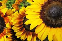 Dimex Sunflowers Vlies Fotobehang 375x250cm 5-banen