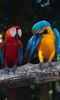Dimex Colourful Macaw Vlies Fotobehang 150x250cm 2-banen