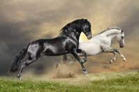Papermoon Black and White Horses Vlies Fotobehang 300x223cm 6-banen
