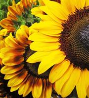 Dimex Sunflowers Vlies Fotobehang 225x250cm 3-banen