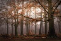 Wizard+Genius Foggy Autumn Forest Vlies Fotobehang 384x260cm 8-banen