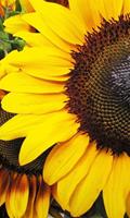 Dimex Sunflowers Vlies Fotobehang 150x250cm 2-banen