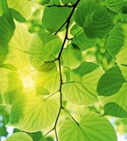 Dimex Green Leaves Vlies Fotobehang 225x250cm 3-banen
