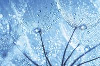 Dimex Dandelion Water Drops Vlies Fotobehang 375x250cm 5-banen