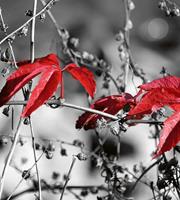 Dimex Red Leaves on Black Vlies Fotobehang 225x250cm 3-banen