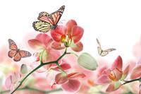 Dimex Orchids and Butterfly Vlies Fotobehang 375x250cm 5-banen