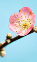 Komar Peach Blossom Fotobehang 150x250cm 3-banen