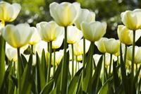 Dimex White Tulips Vlies Fotobehang 375x250cm 5-banen