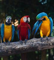 Dimex Colourful Macaw Vlies Fotobehang 225x250cm 3-banen