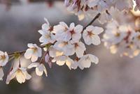 Wizard+Genius Cherry Blossoms Vlies Fototapete 384x260cm 8-Bahnen