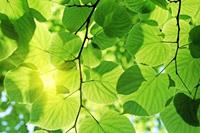 Dimex Green Leaves Vlies Fotobehang 375x250cm 5-banen