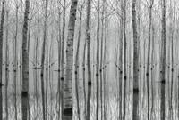 Wizard+Genius Birch Forest in the Water Vlies Fotobehang 384x260cm 8-banen