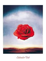 PGM Salvador Dali - Rose meditative Kunstdruk 60x80cm