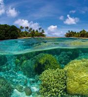 Dimex Coral Reef Vlies Fotobehang 225x250cm 3-banen