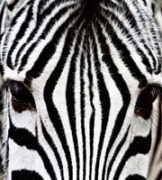 Dimex Zebra Vlies Fotobehang 225x250cm 3-banen