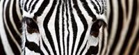 Dimex Zebra Vlies Fotobehang 375x150cm 5-banen
