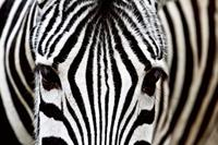Dimex Zebra Vlies Fotobehang 375x250cm 5-banen