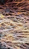 Dimex Hay Abstract I Fotobehang 150x250cm 2-banen