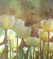 Dimex White Tulips Abstract Fotobehang 225x250cm 3-banen