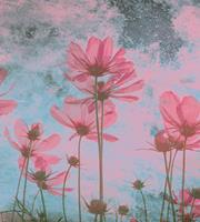 Dimex Pink Flower Abstract Fotobehang 225x250cm 3-banen