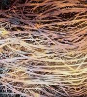 Dimex Hay Abstract I Fotobehang 225x250cm 3-banen